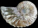 Hoploscaphites Ammonite - South Dakota #62596-1